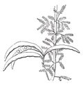 Spikenard Plant vintage illustration