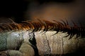 Spikes on the back of a green iguana Royalty Free Stock Photo