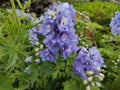 Delphinium 'Guardian Lavender' Royalty Free Stock Photo