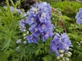 Delphinium 'Guardian Lavender' Royalty Free Stock Photo