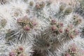 Spikes on Catus Brush with Tight Buds