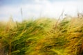 Spikes close up in the summer wheat field Royalty Free Stock Photo