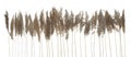 Spikes of dry grass isolated on white background Royalty Free Stock Photo