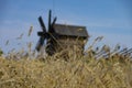 Spikes on the field. At background wooden mill in historical orthodox museum Kizhi. Island Karelia Omega. North country Russia Royalty Free Stock Photo