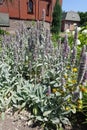 Spikes of flowers of Stachys byzantina Royalty Free Stock Photo