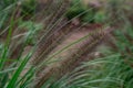 Spikes of foxtail barley Hordeum jubatum in garden