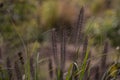 Spikes of foxtail barley Hordeum jubatum in garden
