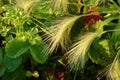 Spikes of foxtail barley Hordeum jubatum, a wild barley species Royalty Free Stock Photo