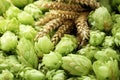 Spikes on fresh green hops, closeup view Royalty Free Stock Photo