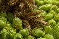 Spikes on fresh green hops, closeup view Royalty Free Stock Photo