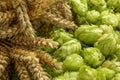 Spikes on fresh green hops, closeup view Royalty Free Stock Photo