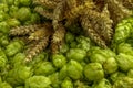 Spikes on fresh green hops, closeup view Royalty Free Stock Photo