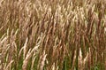 Spikes of grassy plant Royalty Free Stock Photo