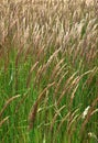 Spikes of grassy plant Royalty Free Stock Photo