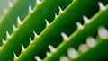 Spikes on green cactus leaf Royalty Free Stock Photo