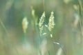 Spikes of green grass Royalty Free Stock Photo