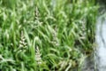 Spikes of green grass Royalty Free Stock Photo