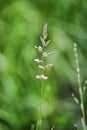 Spikes of green grass Royalty Free Stock Photo