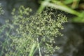 Spikes of green grass Royalty Free Stock Photo