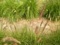 Spikes of green grass in the walkside Royalty Free Stock Photo