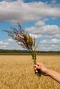 Spikes in hand. Royalty Free Stock Photo