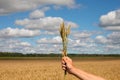 Spikes in hand. Royalty Free Stock Photo