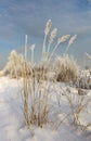 Spikes in hoarfrost against the sky Royalty Free Stock Photo