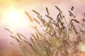 Spikes of lavender in bloom in field with backlit sun