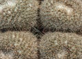 four cacti close together like sleeping pillows Royalty Free Stock Photo