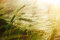 Spikes macro close up in the summer wheat field Royalty Free Stock Photo