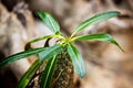 The spikes of a Madagascar palm tree Pachypodium lamerei Royalty Free Stock Photo