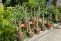 The spikes of a Madagascar palm tree Pachypodium lamerei Royalty Free Stock Photo