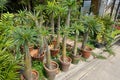 The spikes of a Madagascar palm tree Pachypodium lamerei Royalty Free Stock Photo