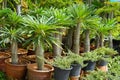 The spikes of a Madagascar palm tree Pachypodium lamerei Royalty Free Stock Photo