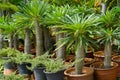 The spikes of a Madagascar palm tree Pachypodium lamerei