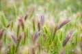 Spikes in Meadow