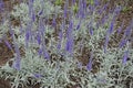 Spikes of purple flowers of Veronica incana Royalty Free Stock Photo