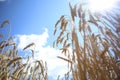 Spikes ripe golden wheat blue sky clouds Royalty Free Stock Photo