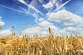 Spikes of ripe wheat against the blue sky. Harvest. Focus concept Royalty Free Stock Photo