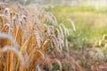 Spikes of ripe wheat at the edge of the field near the green grass_ Royalty Free Stock Photo