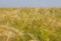 Spikes of ripening rye on an agricultural field