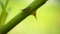 Spikes of roses. Blurred background. Close-up. Natural natural background.