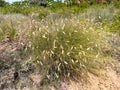 Spikes in the sandy meadow. A lot of dried grass and leaves Royalty Free Stock Photo