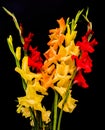 Bouquet of Yellow Peach and Red Gladiolus Flowers
