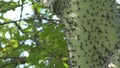 Spikes and thorns on the trunk of a tree. Ceiba speciosa. Chorisia speciosa