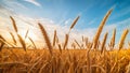 Spikes of wheat against the blue sky at sunset, generated AI Royalty Free Stock Photo