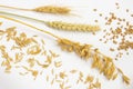 Spikes of wheat and wheat grain. Ears of oats and oat grains Royalty Free Stock Photo