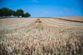 Spikes of wheat growing in the large field behind the trees Royalty Free Stock Photo