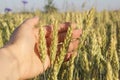 Spikes of Wheat in Hand