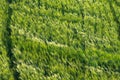 Spikes in the wind in a wheat field. Val d`Orcia landscape in spring. Hills of Tuscany. Cypresses, hills, yellow rapeseed fields Royalty Free Stock Photo